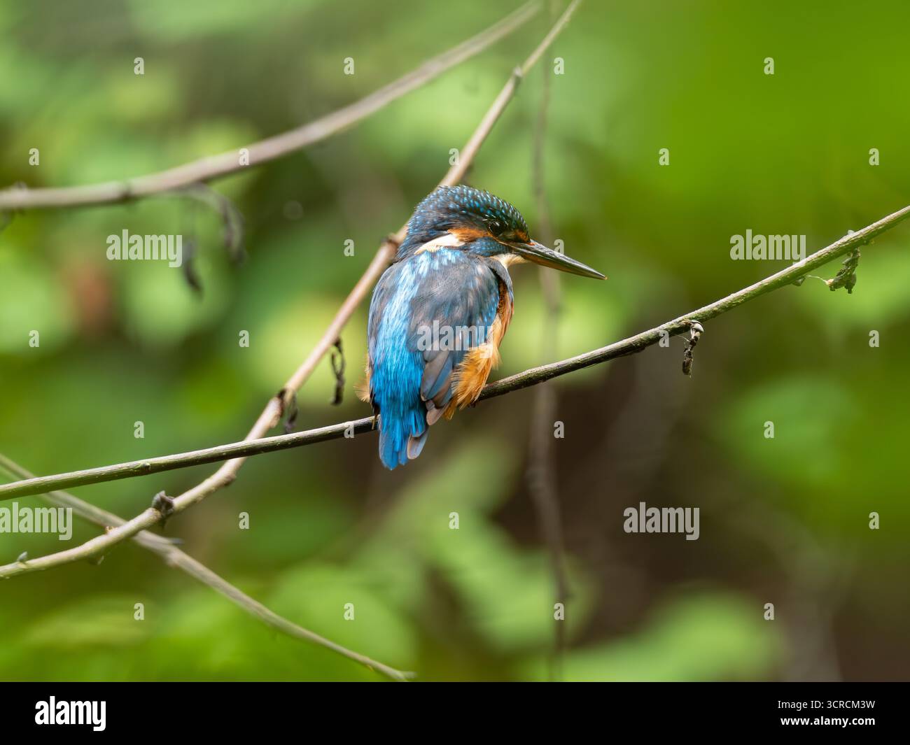 Ritratto Kingfisher comune [ Alcedo Atthis ] Foto Stock