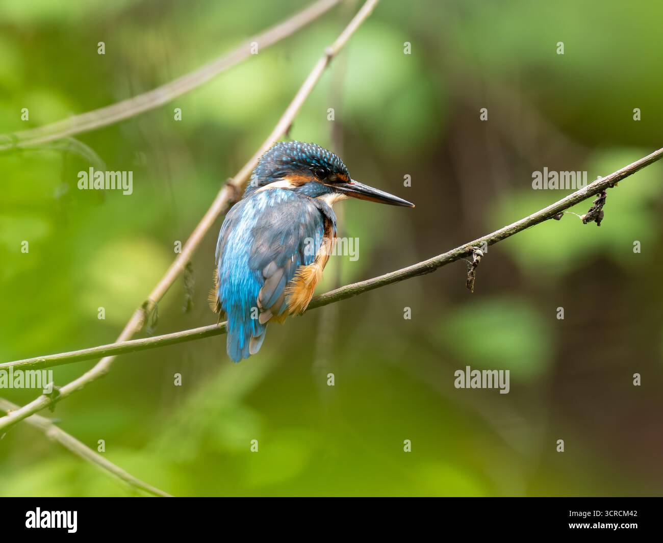 Ritratto Kingfisher comune [ Alcedo Atthis ] Foto Stock