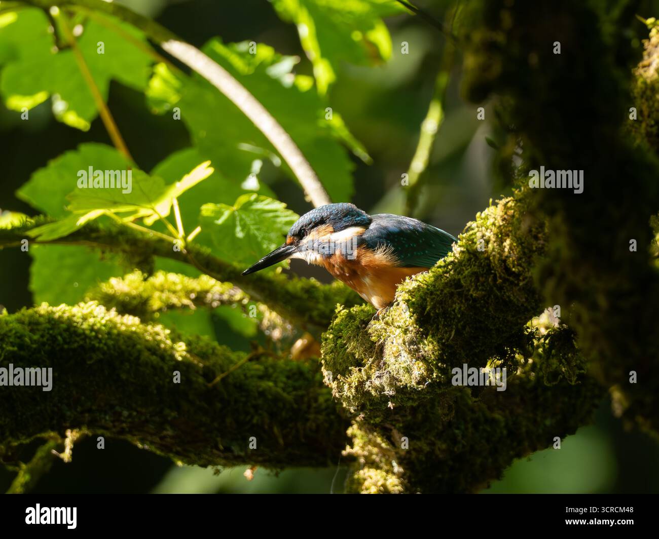 Ritratto Kingfisher comune [ Alcedo Atthis ] Foto Stock