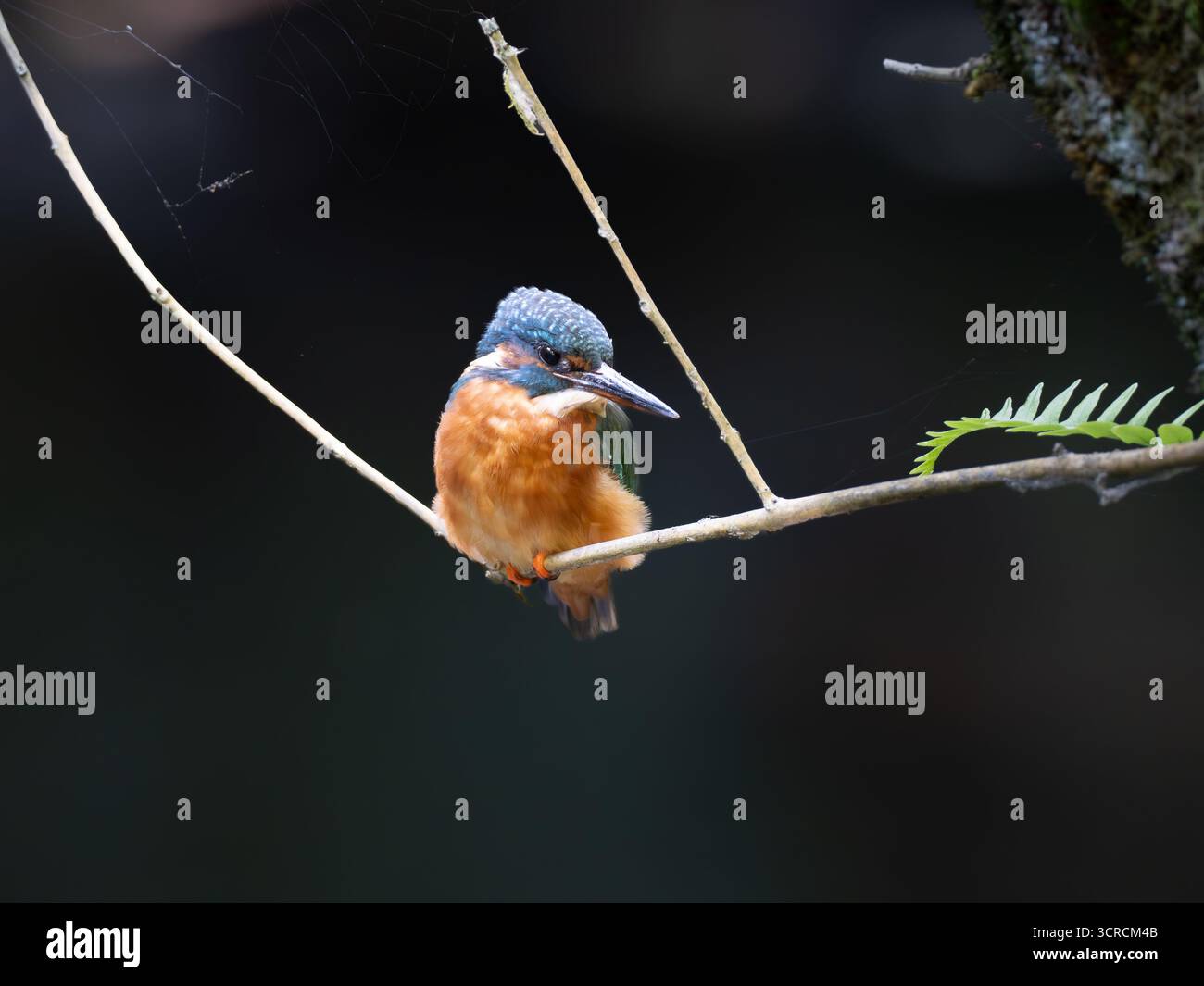 Ritratto Kingfisher comune [ Alcedo Atthis ] Foto Stock