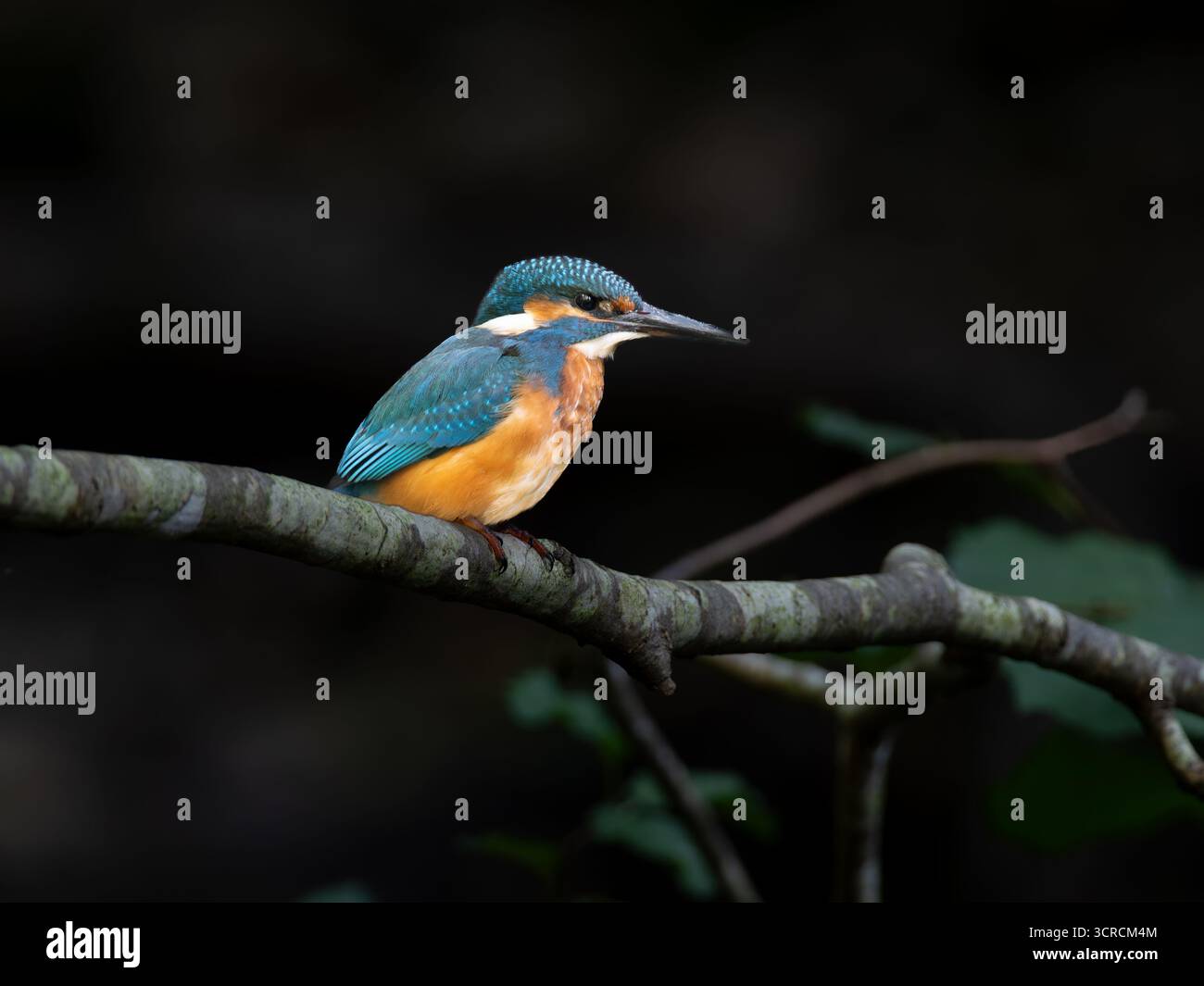 Ritratto Kingfisher comune [ Alcedo Atthis ] Foto Stock