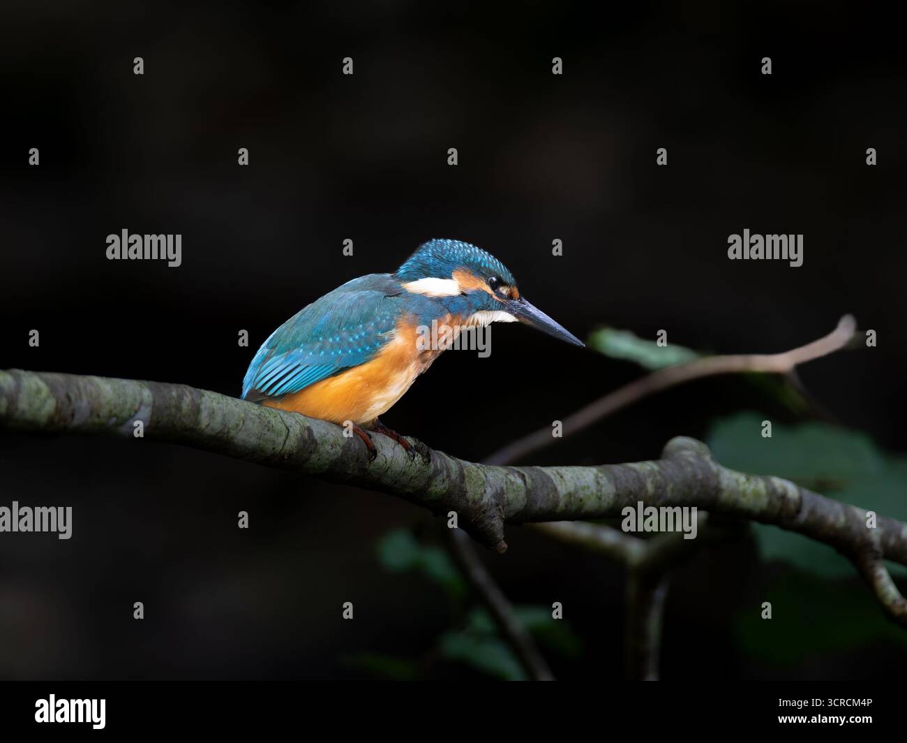 Ritratto Kingfisher comune [ Alcedo Atthis ] Foto Stock