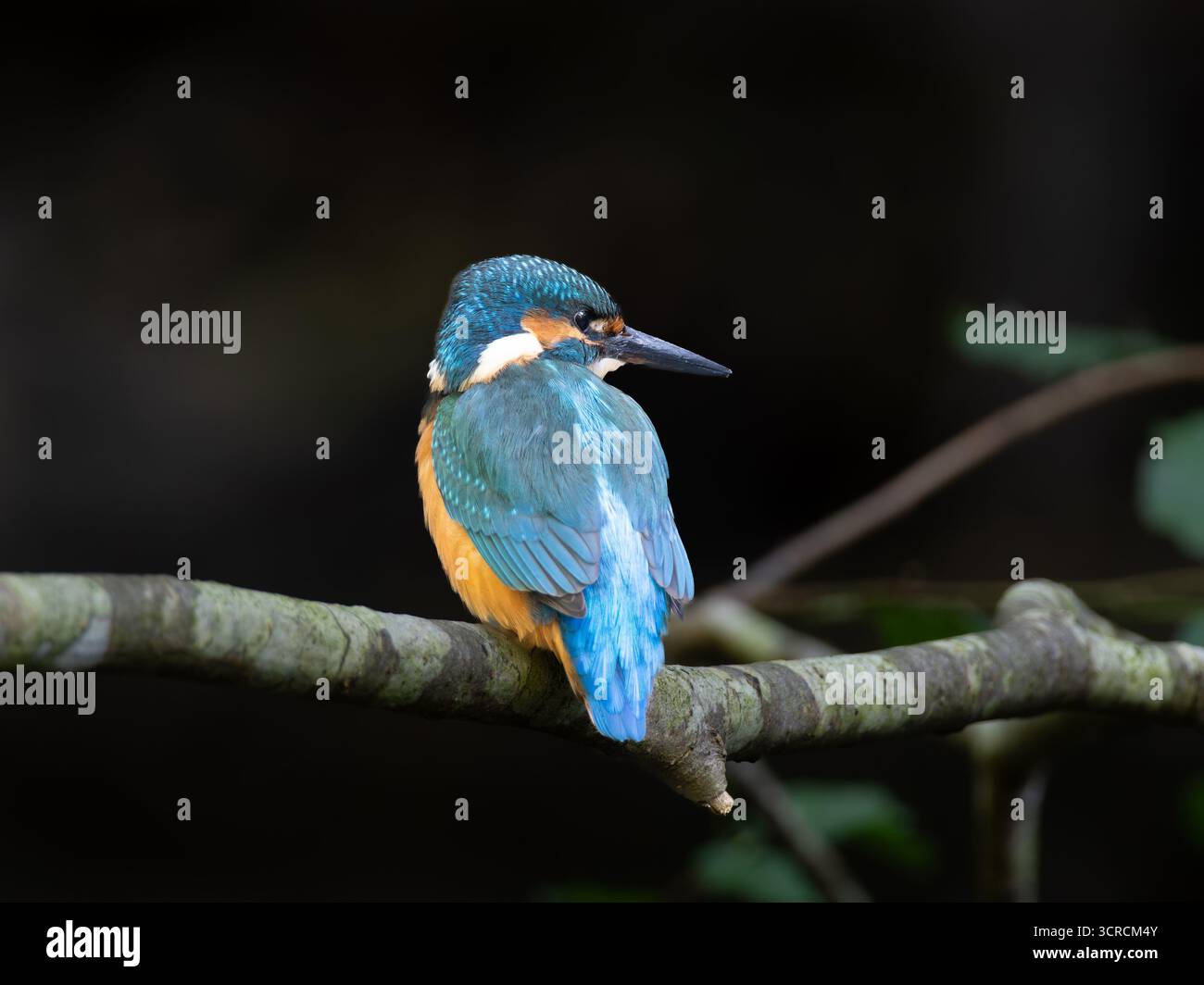 Ritratto Kingfisher comune [ Alcedo Atthis ] Foto Stock