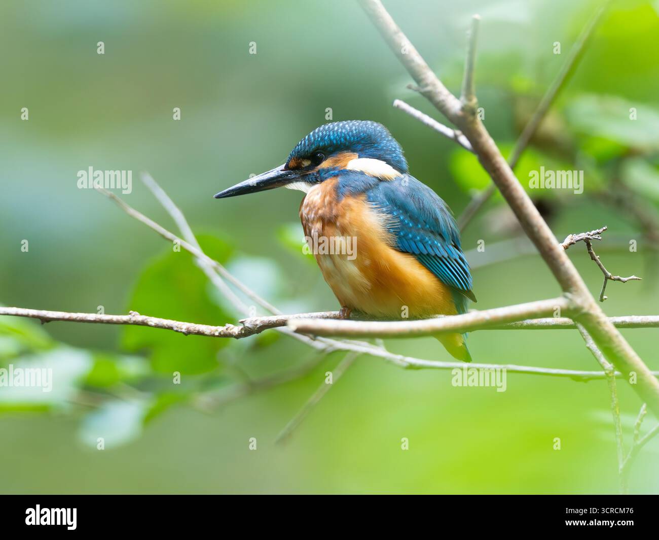 Ritratto Kingfisher comune [ Alcedo Atthis ] Foto Stock