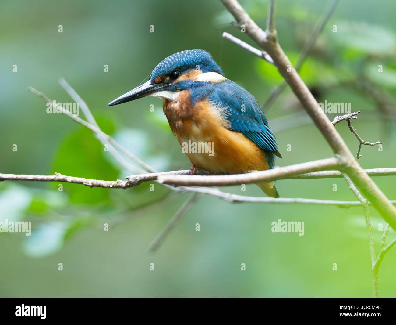 Ritratto Kingfisher comune [ Alcedo Atthis ] Foto Stock