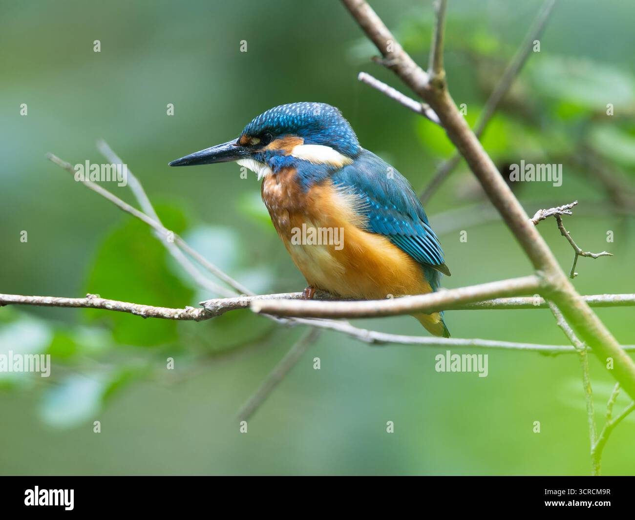 Ritratto Kingfisher comune [ Alcedo Atthis ] Foto Stock
