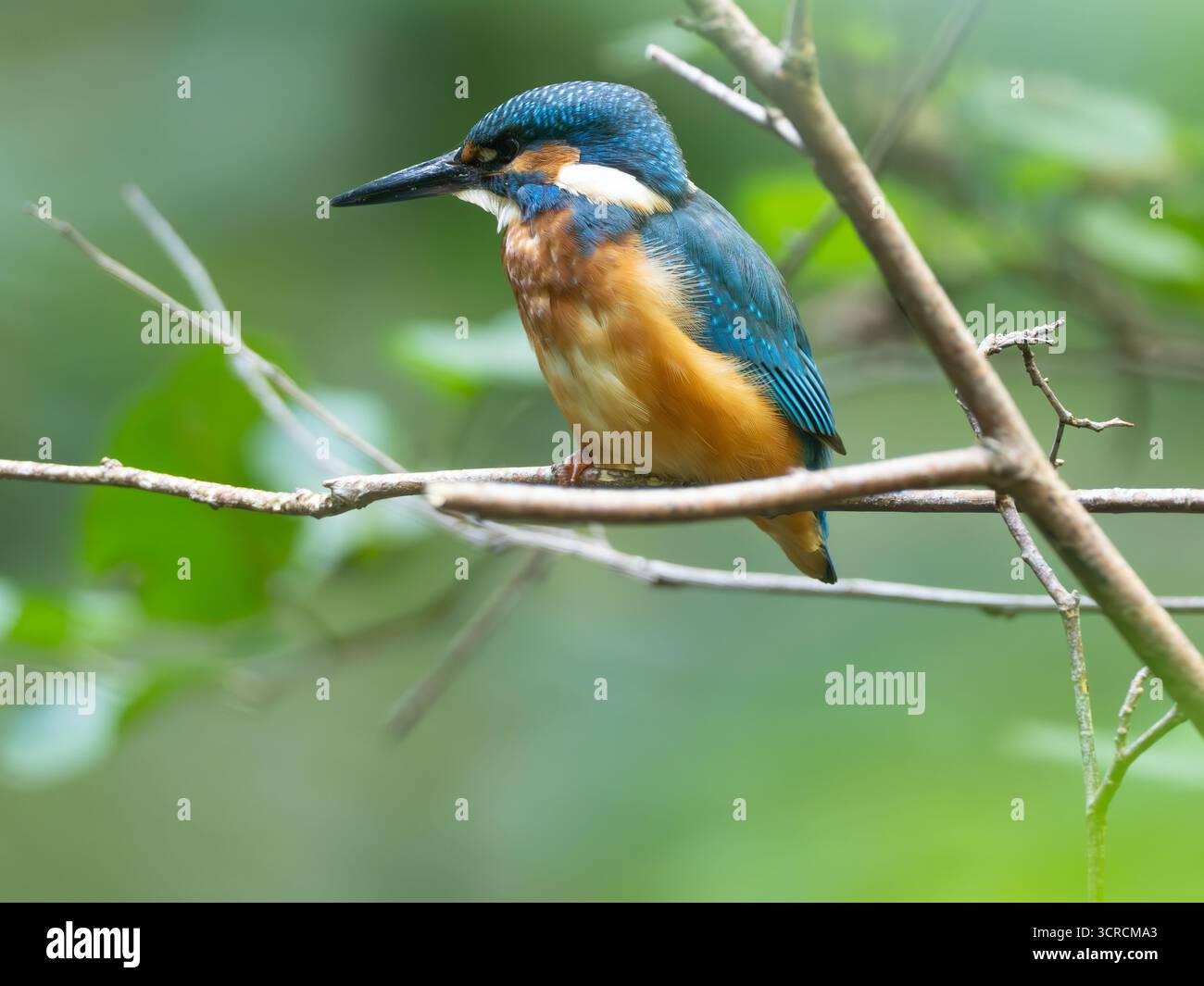 Ritratto Kingfisher comune [ Alcedo Atthis ] Foto Stock