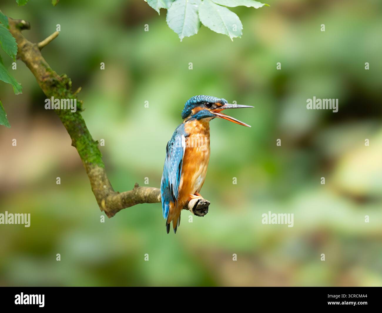 Ritratto Kingfisher comune [ Alcedo Atthis ] Foto Stock
