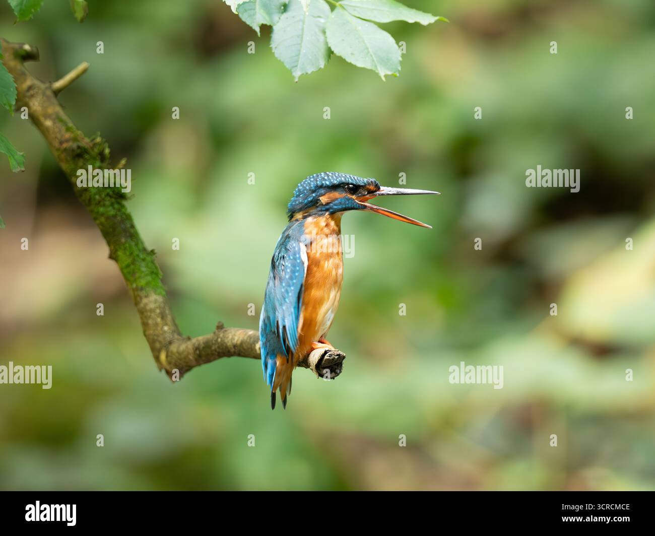 Ritratto Kingfisher comune [ Alcedo Atthis ] Foto Stock