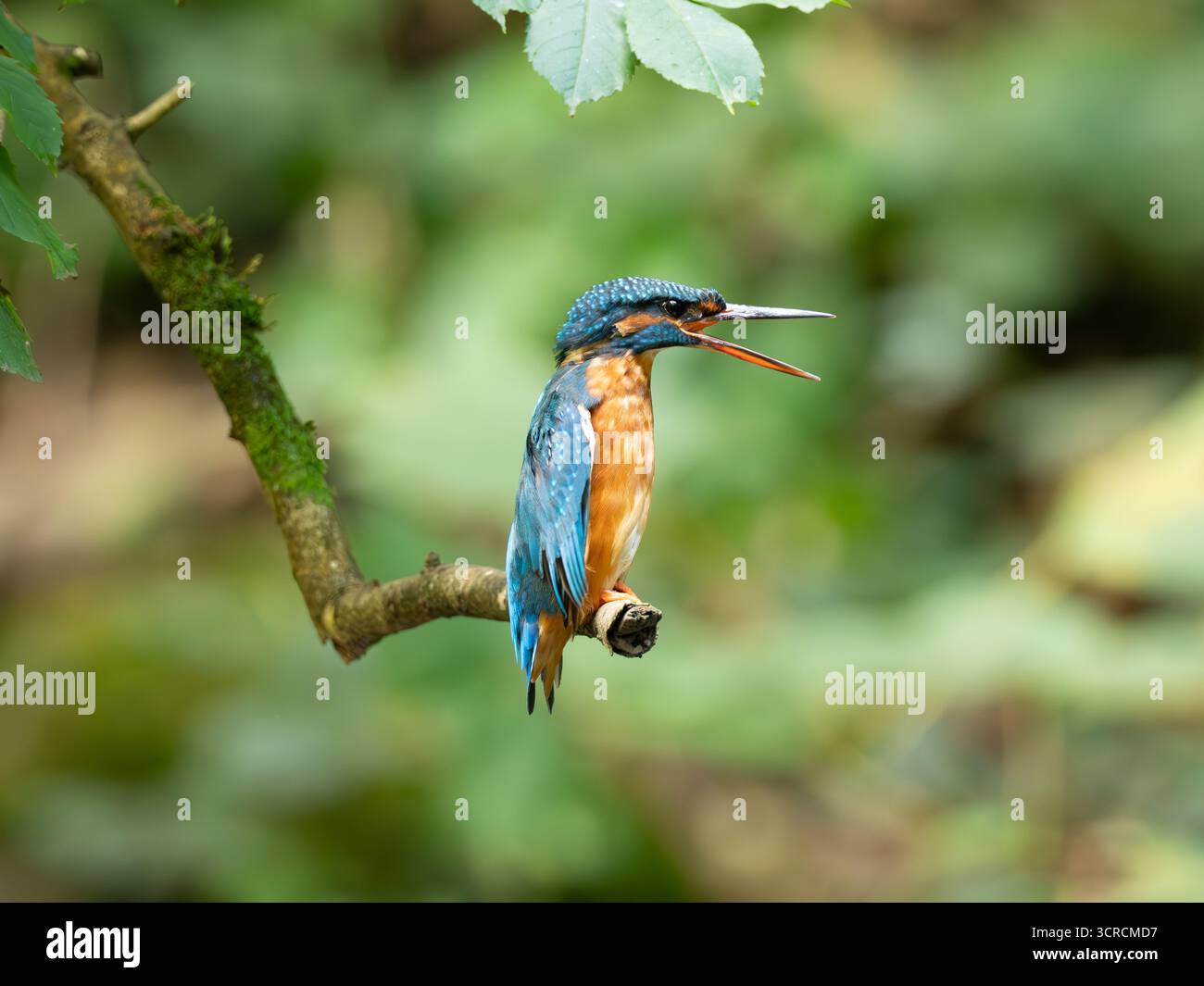 Ritratto Kingfisher comune [ Alcedo Atthis ] Foto Stock