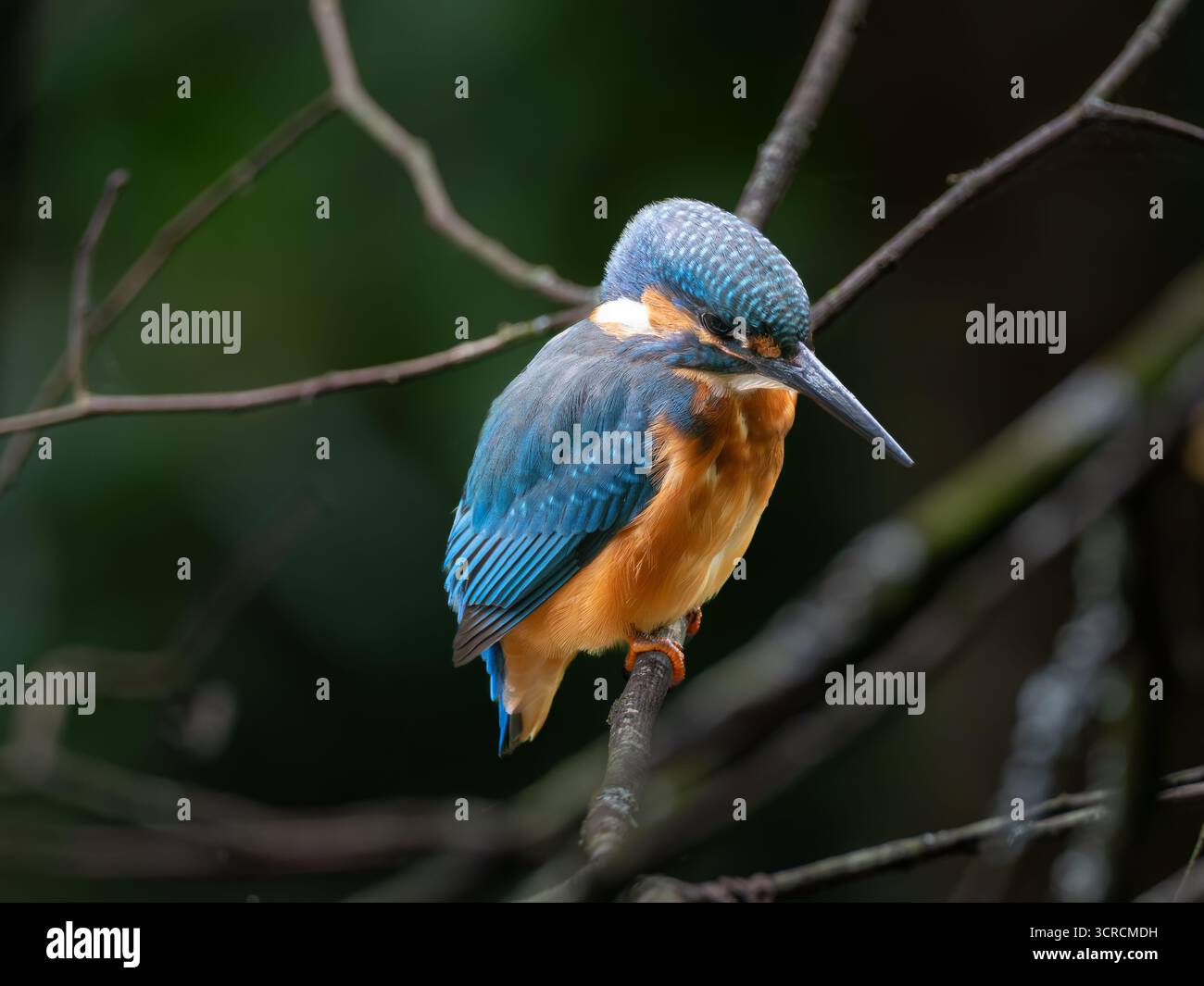 Ritratto Kingfisher comune [ Alcedo Atthis ] Foto Stock