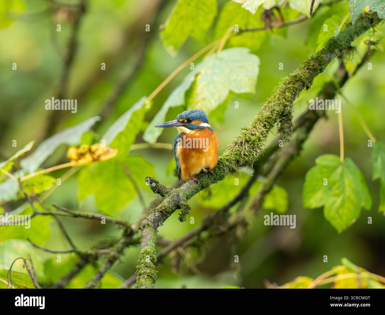 Ritratto Kingfisher comune [ Alcedo Atthis ] Foto Stock