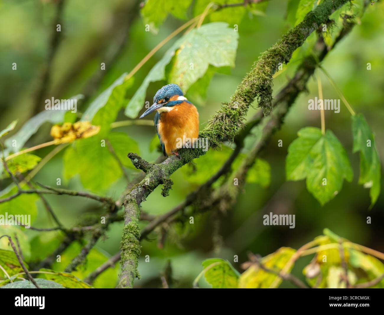 Ritratto Kingfisher comune [ Alcedo Atthis ] Foto Stock