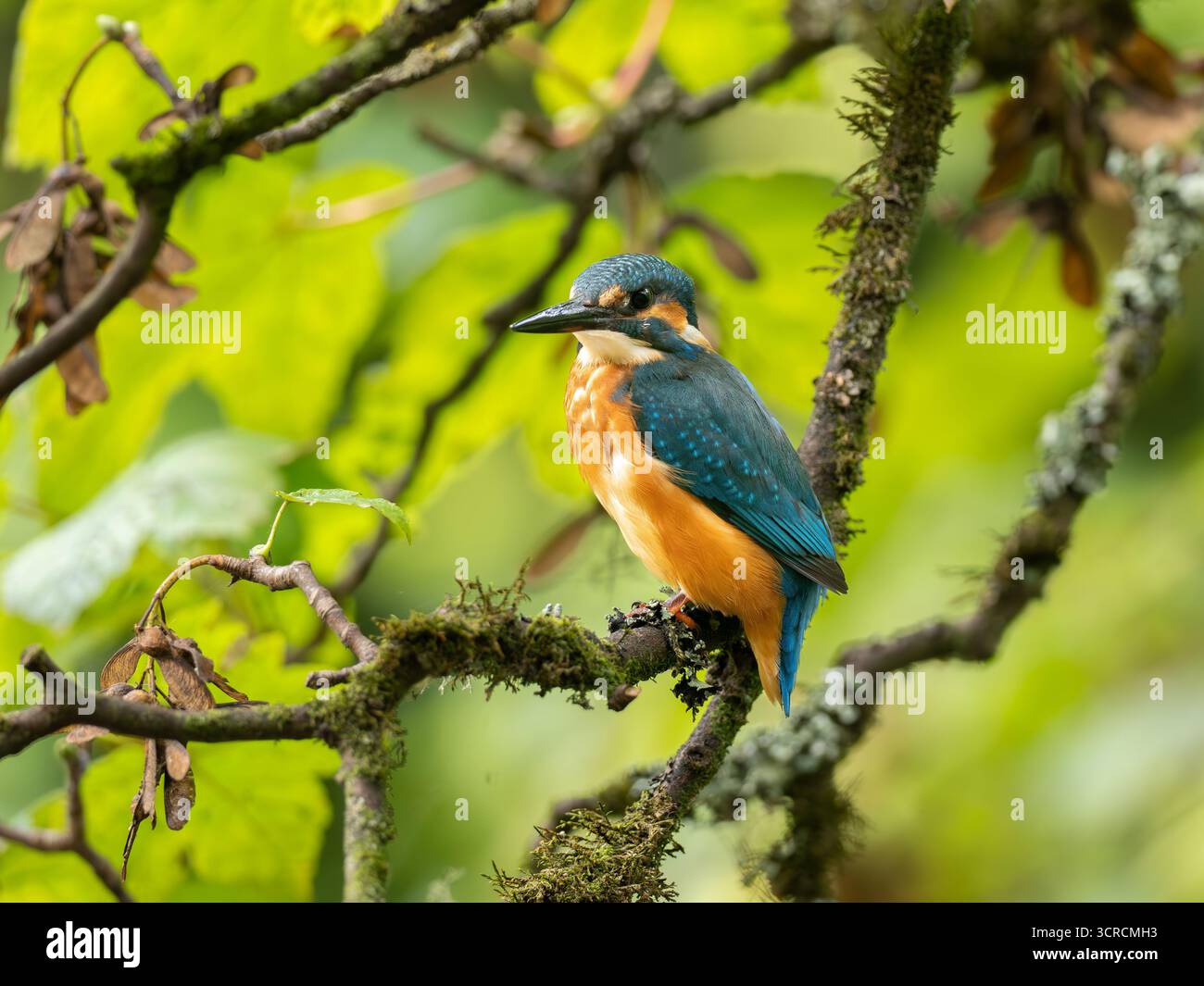 Ritratto Kingfisher comune [ Alcedo Atthis ] Foto Stock