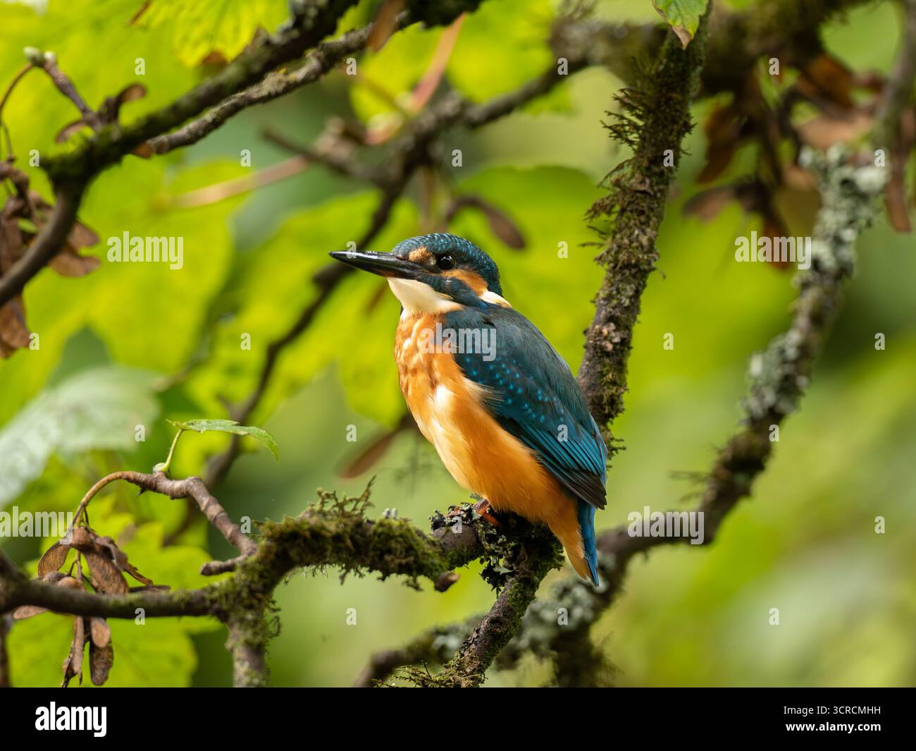 Ritratto Kingfisher comune [ Alcedo Atthis ] Foto Stock