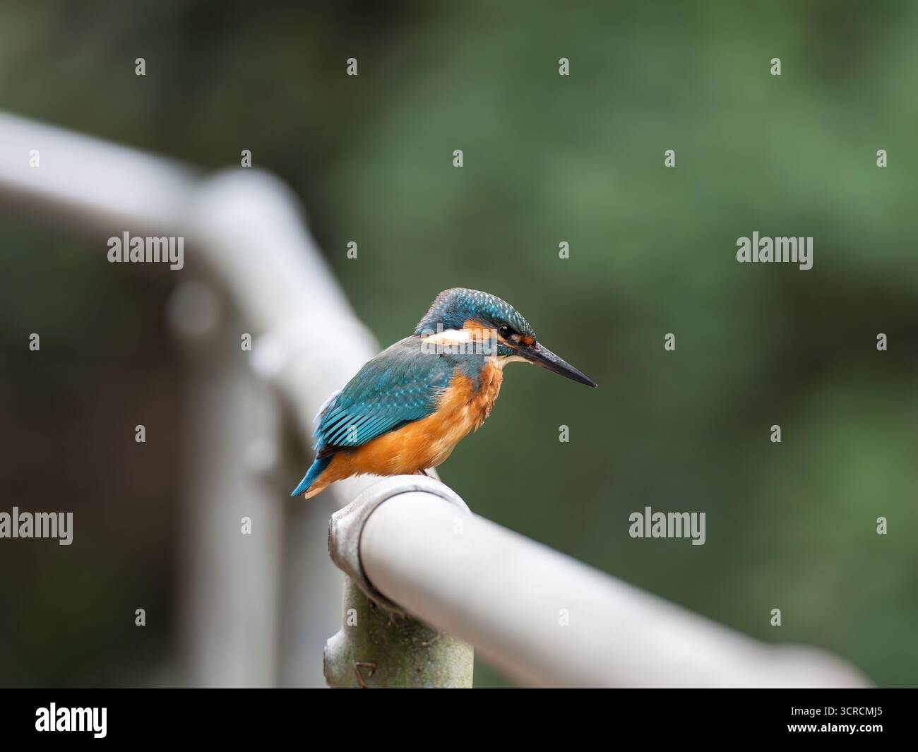 Ritratto Kingfisher comune [ Alcedo Atthis ] Foto Stock