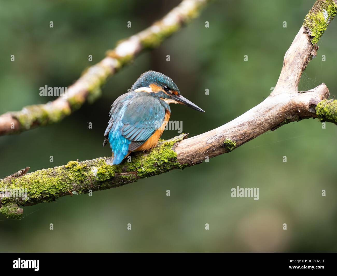 Ritratto Kingfisher comune [ Alcedo Atthis ] Foto Stock