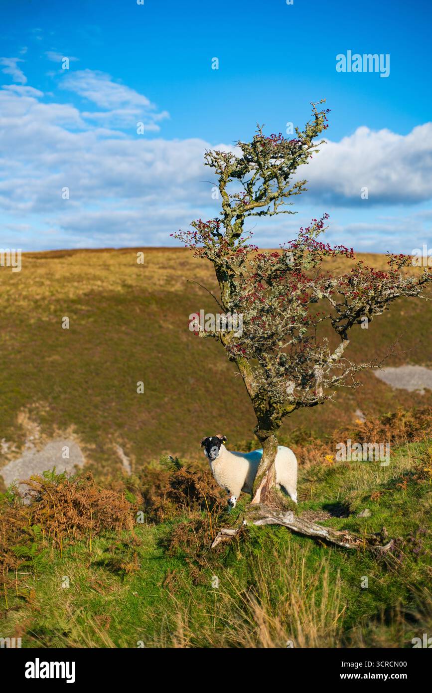 Una pecora nel parco nazionale di Exmoor Foto Stock