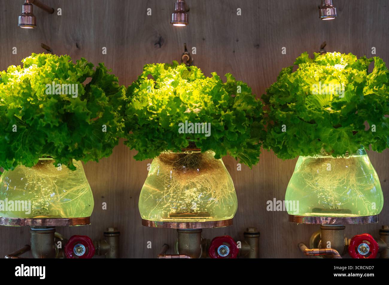 Madrid, Spagna. 30 settembre 2025. Coltivazione della lattuga in un sistema di coltivazione idroponica visto durante l'inaugurazione di Fruit Attraction 2025. Fruit Attraction trasforma Madrid in un hub internazionale per il settore ortofrutticolo, riunendo operatori, rivenditori e professionisti per promuovere l'innovazione, l'apertura dei mercati e promuovere l'attività commerciale globale. Crediti: Marcos del Mazo/Alamy Live News Foto Stock Madrid, Spagna. 30 settembre 2025. Coltivazione della lattuga in un sistema di coltivazione idroponica visto durante l'inaugurazione di Fruit Attraction 2025. Fruit Attraction trasforma Madrid in un hub internazionale per il settore ortofrutticolo, riunendo operatori, rivenditori e professionisti per promuovere l'innovazione, l'apertura dei mercati e promuovere l'attività commerciale globale. Crediti: Marcos del Mazo/Alamy Live News Foto Stock