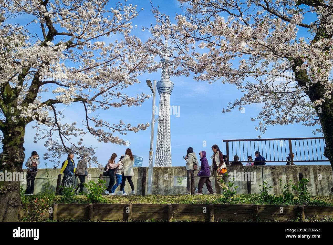 Tokyo, Giappone - 5 aprile 2025: I giapponesi nel Parco Sumida osservano la fioritura dei ciliegi e la torre di osservazione e trasmissione Tokyo Skytree. Foto Stock