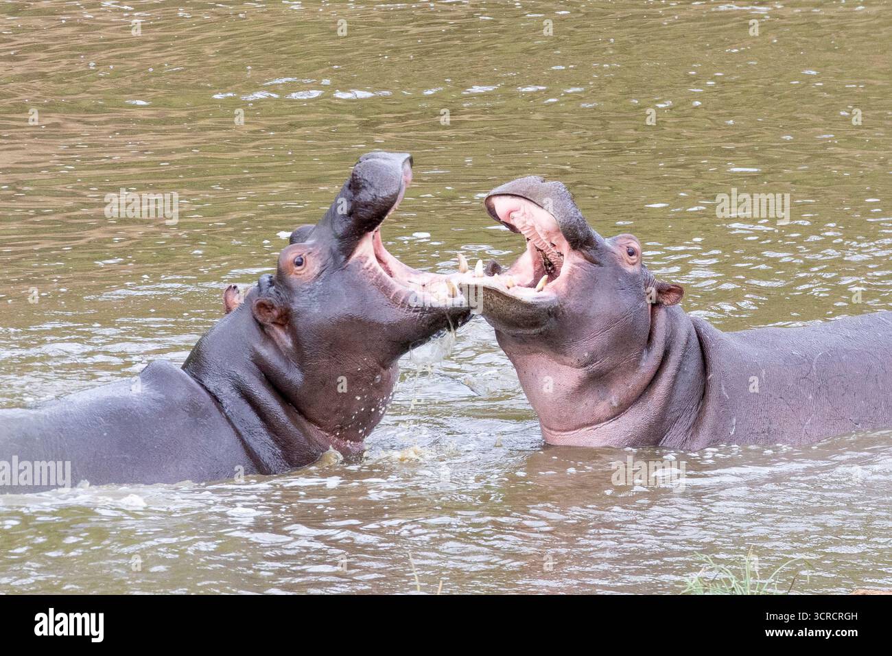 Ippopotamo (ippopotamo anfibio), Parco Nazionale di Kruger, Sudafrica. Terzo mammifero terrestre più grande e uno dei più pericolosi Foto Stock