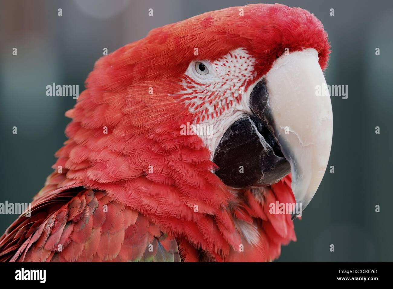 Il rosso e il verde Macaw Foto Stock
