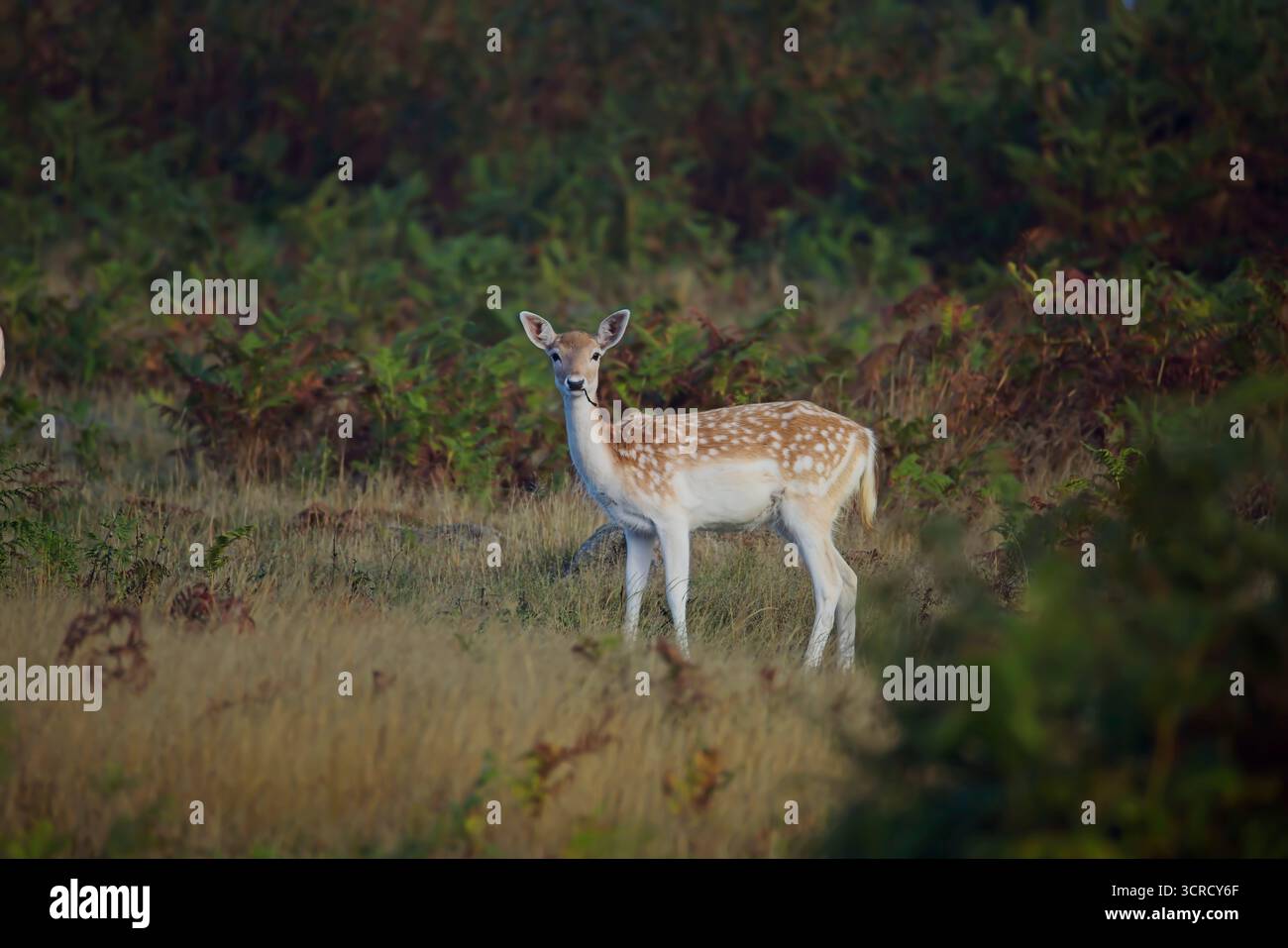 Vitello di cervo in piedi in una radura boschiva, Bradgate Park, Inghilterra. Foto Stock