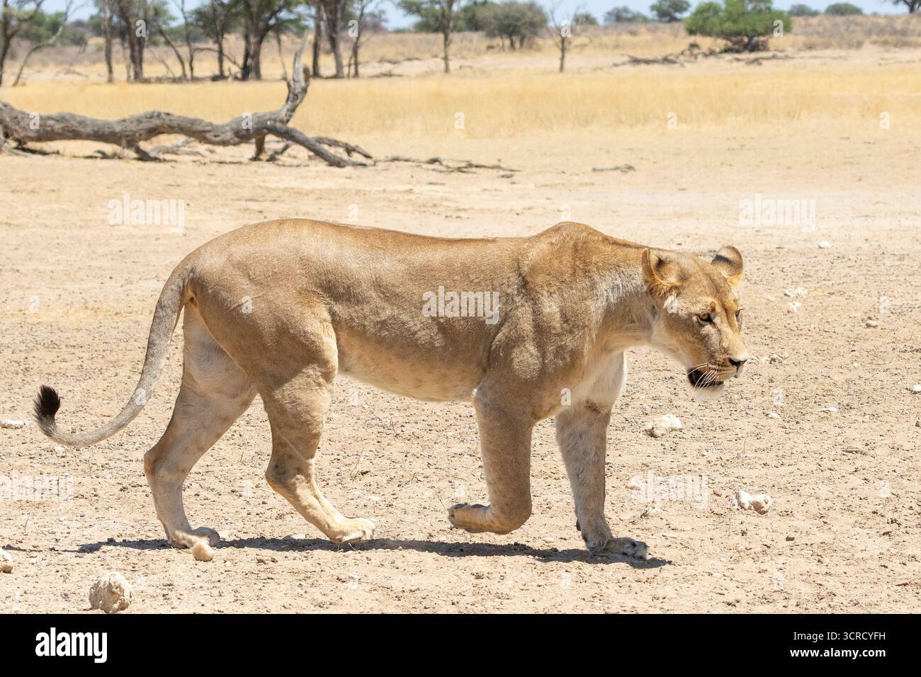 Leonessa del Kalahari (Panthera Leo), pozzo d'acqua di Polentswa Kgalagadi Transborder Park, Sudafrica. Elenco rosso IUCN vulnerabile Foto Stock