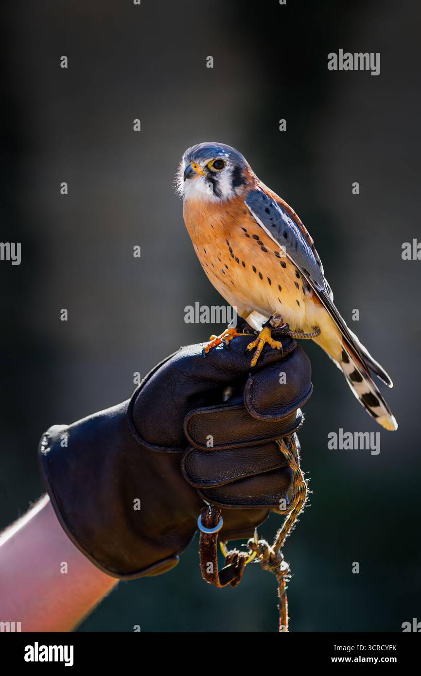 American Kestrel (Falco sparverius) si trova sul pugno dei gestori che guarda a sinistra - uccello in cattività Foto Stock