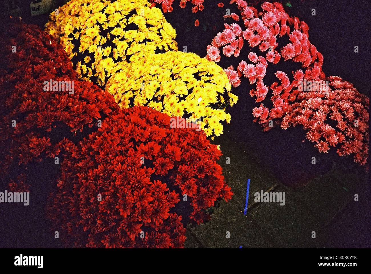 Grafica analogica archivio fotografico grana intramontabile 35 mm Foto Stock