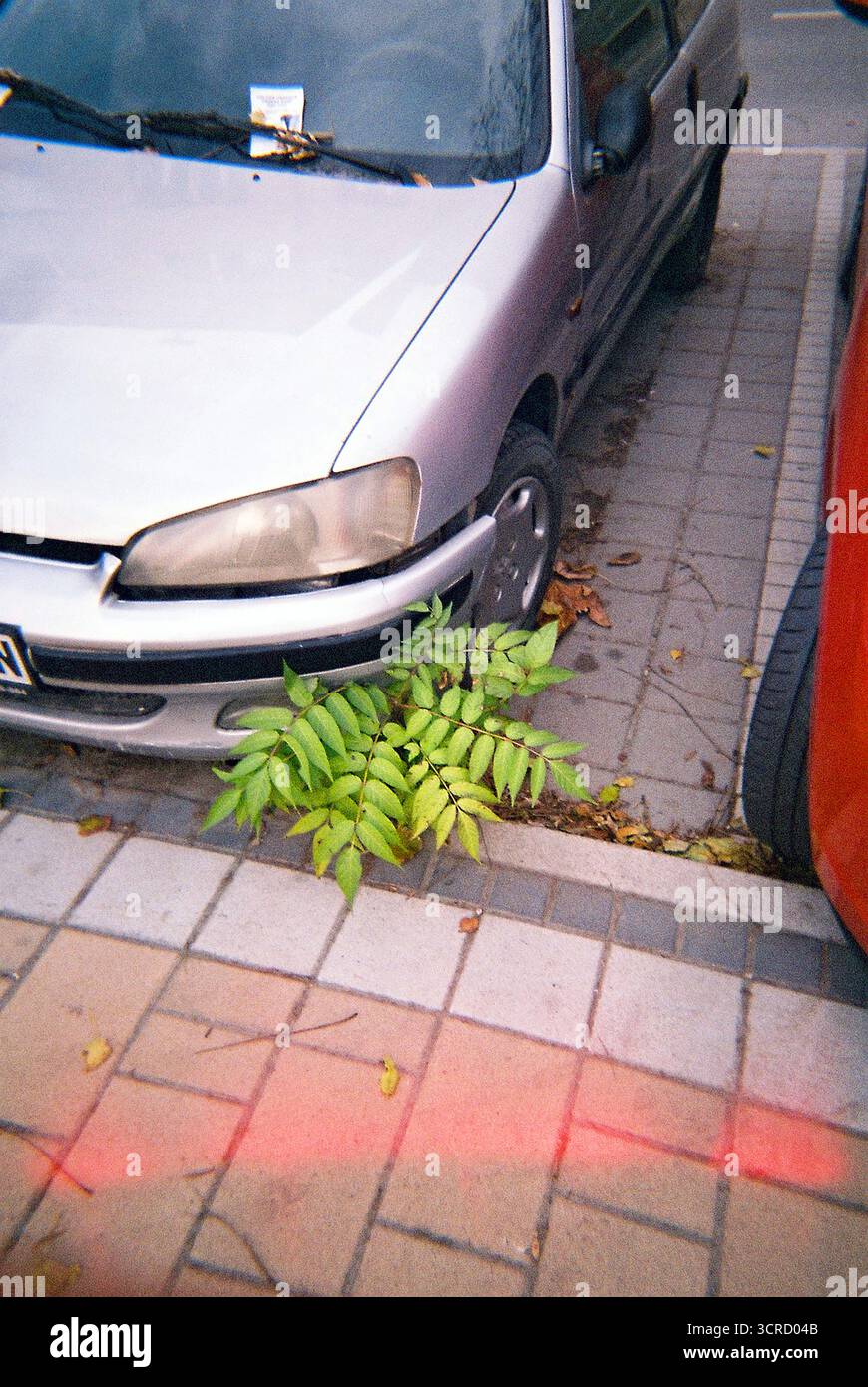 Una piccola pianta cresce attraverso una crepa nel cemento di un parcheggio, accanto a un'auto parcheggiata, un tranquillo contrasto tra la natura e la vita urbana. Foto Stock