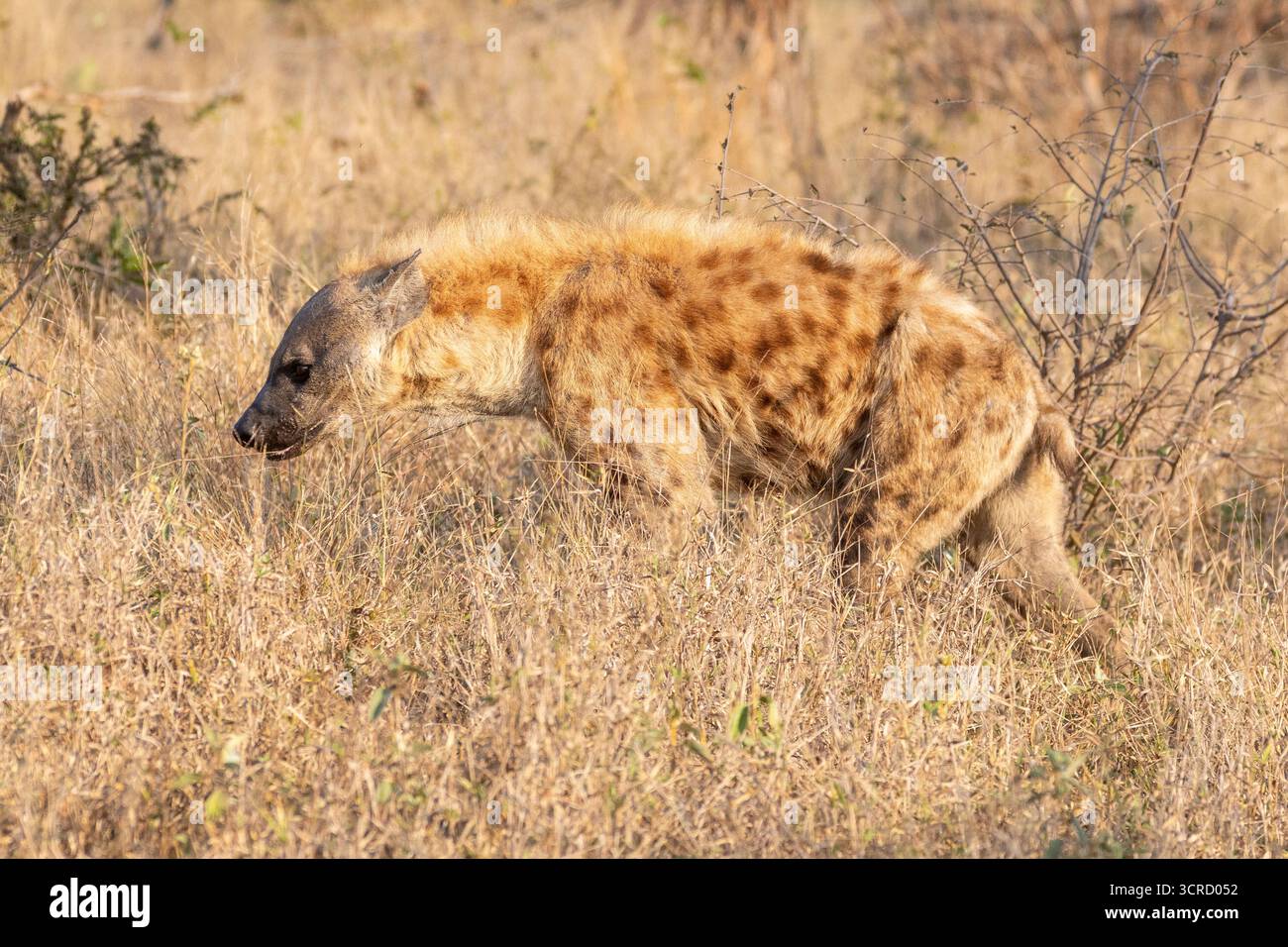 Hyena avvistata o Hyena ridendo (Crocuta crocuta) che si aggira all'alba nella prateria di savannah, Mpumalanga, Sudafrica Foto Stock