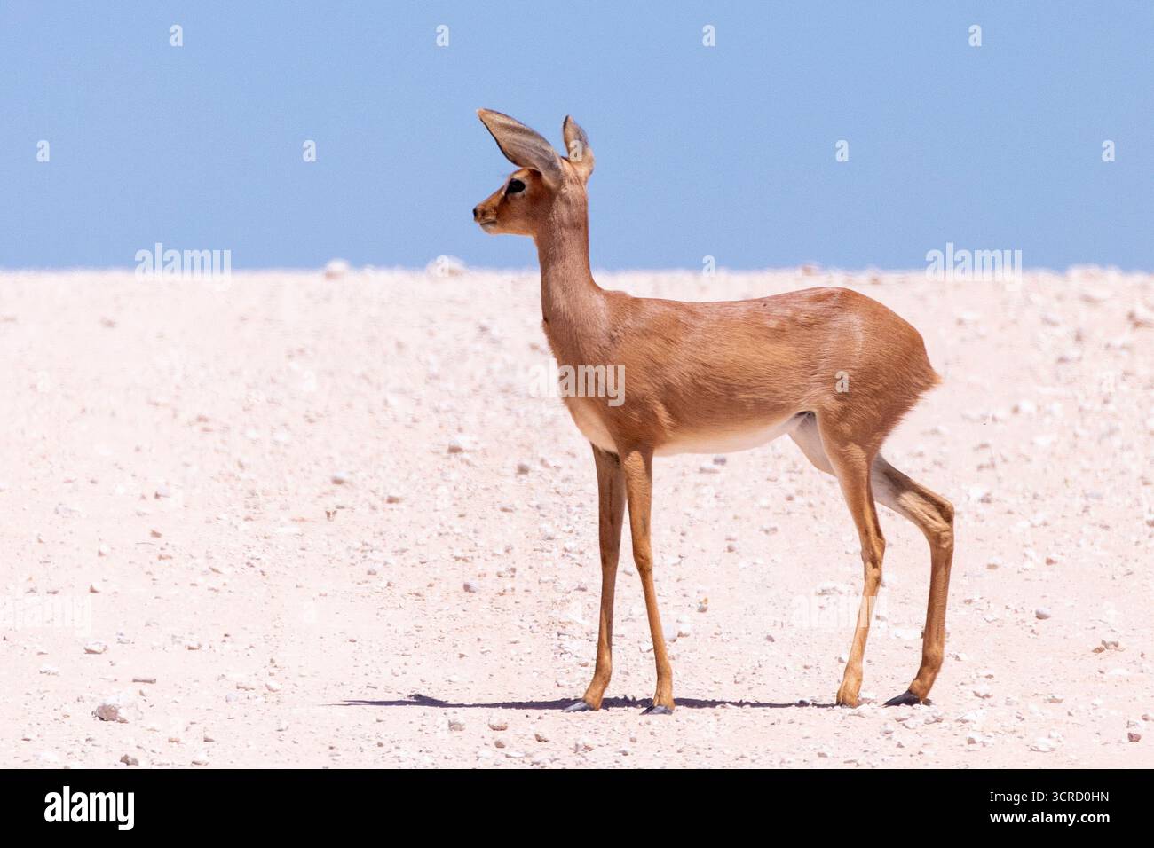 Steenbok o Steinbok (Raphicerus campestris) sulla duna rossa Kgalagadi Transborder Park, Kalahari, Northern Cape, Sudafrica Foto Stock