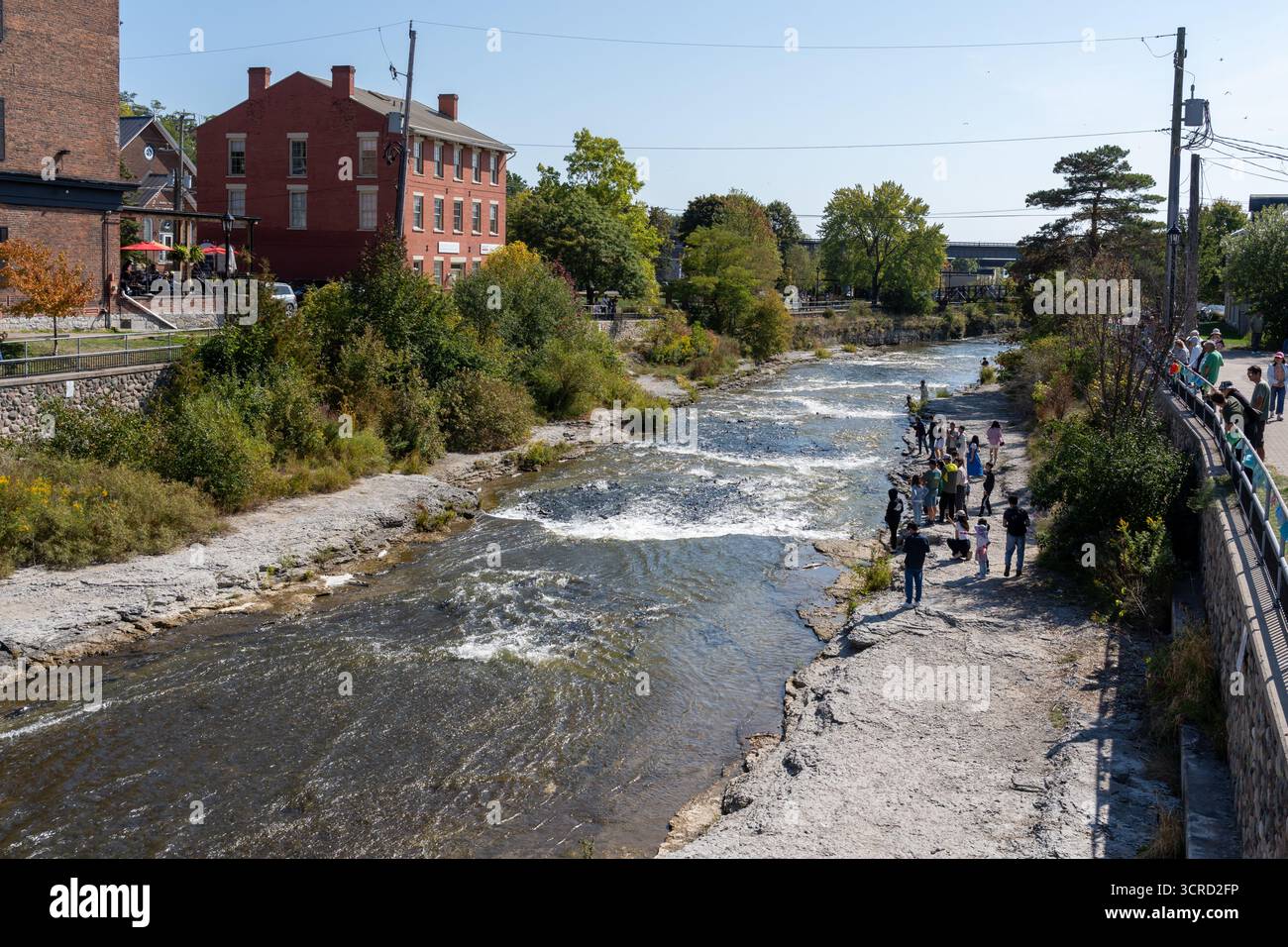 Migliaia di salmoni Chinook e Coho che nuotano a monte dal lago Ontario nel fiume Ganaraska per riprodursi a settembre. Port Hope, Ontario, Canada Foto Stock