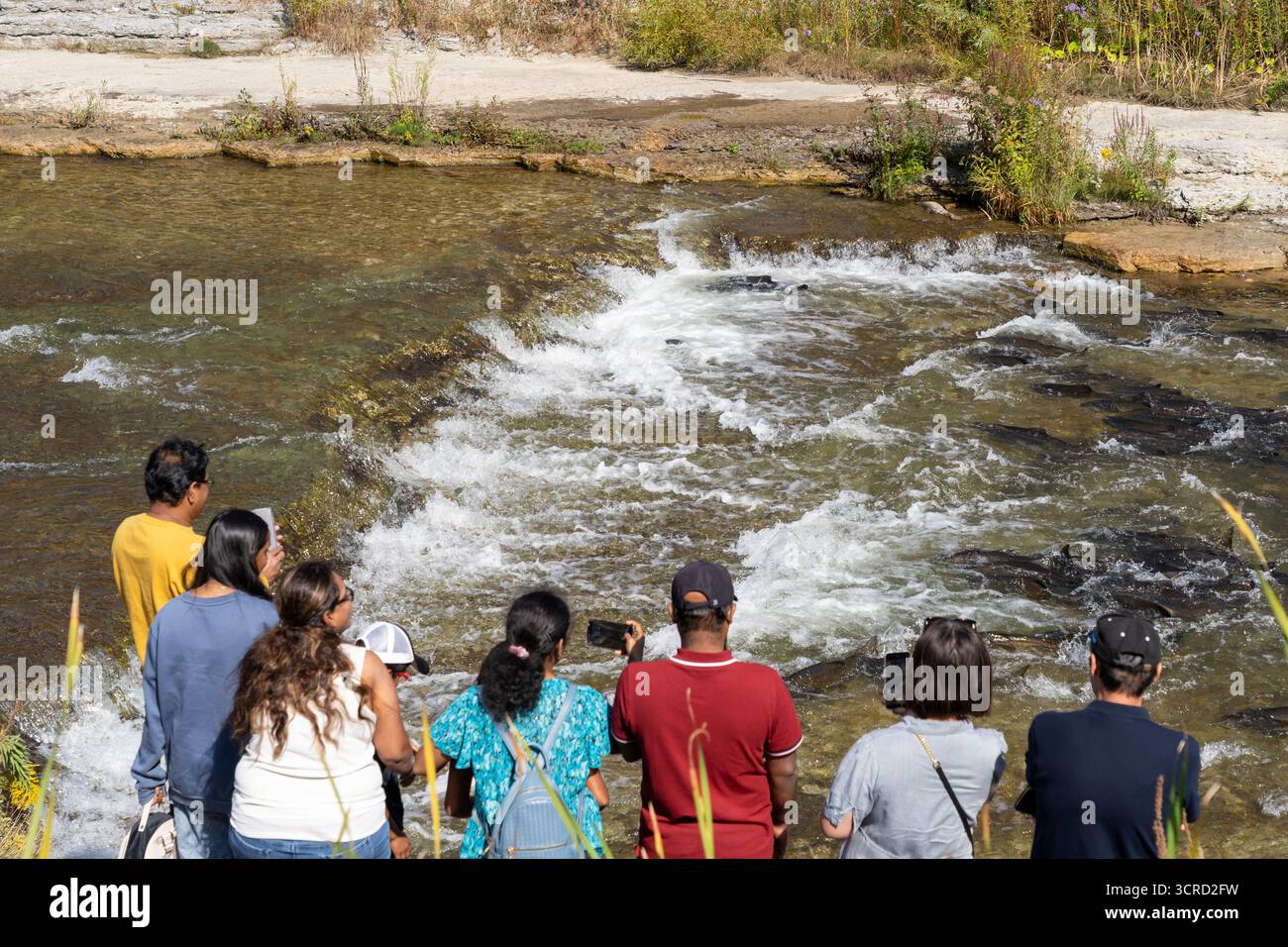 Persone che guardano il salmone nuotare a monte dal lago Ontario nel fiume Ganaraska. Port Hope, Ontaro, Canada Foto Stock