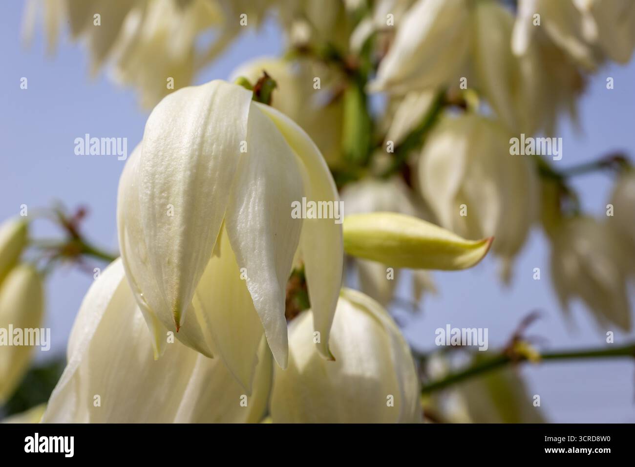 Yucca gloriosa fioritura, vista ravvicinata dei petali di fiori bianchi. Foto Stock