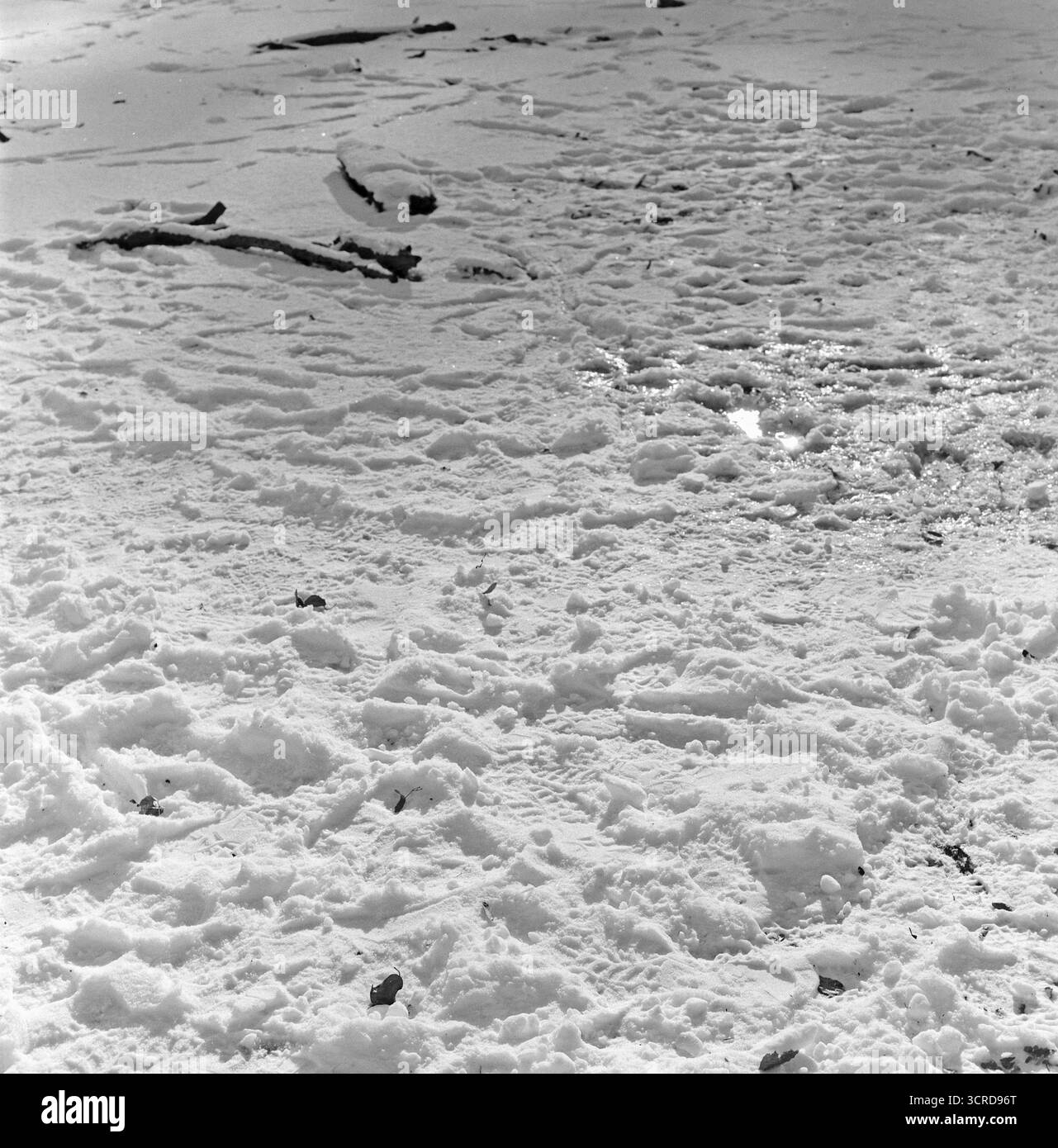 Foto in bianco e nero di medio formato di prati innevati con impronte, scattate in una giornata invernale soleggiata, con contrasto elevato e scene tranquille. Foto Stock