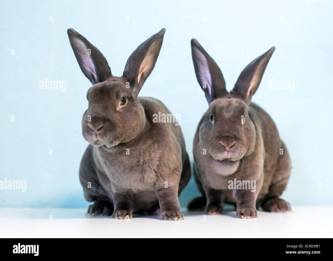 Due conigli Rex seduti uno accanto all'altro e che guardano verso la telecamera Foto Stock