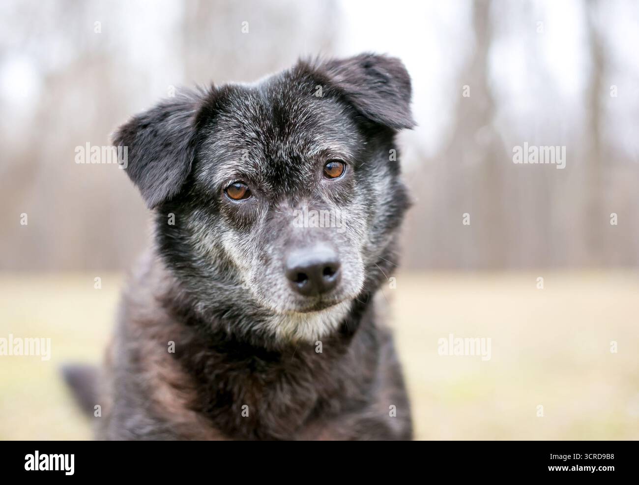 Un anziano Chow Chow ha mescolato un cane di razza con pelliccia grigia che guarda la fotocamera con un'inclinazione della testa Foto Stock Un anziano Chow Chow ha mescolato un cane di razza con pelliccia grigia che guarda la fotocamera con un'inclinazione della testa Foto Stock