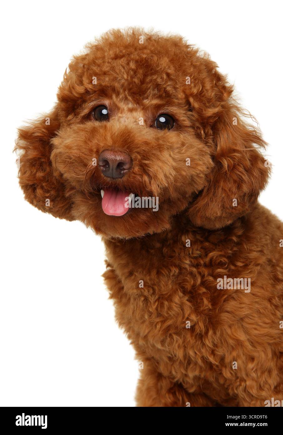 Ritratto di un allegro barboncino rosso riccio in miniatura con bocca aperta e occhi espressivi su sfondo chiaro Foto Stock