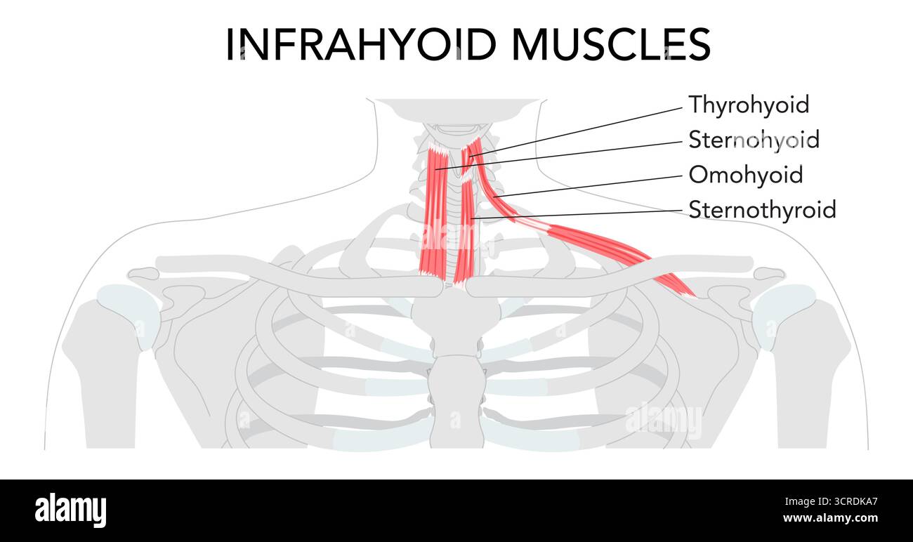 Grafico del muscolo infraioide del collo, sternoioide, sternotiroide, omoioide tiroidei, muscoli delle cinghie, anatomia etichettata, innervazione del plesso cervicale, movimento ioide, depressione laringea, riferimento scientifico, Illustrazione Vettoriale