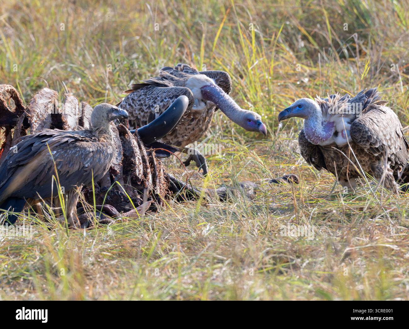 Gli avvoltoi di Rüppell (Gyps rueppelli) si nutrono di carcasse di Antelope, Maasai Mara, Kenya Foto Stock
