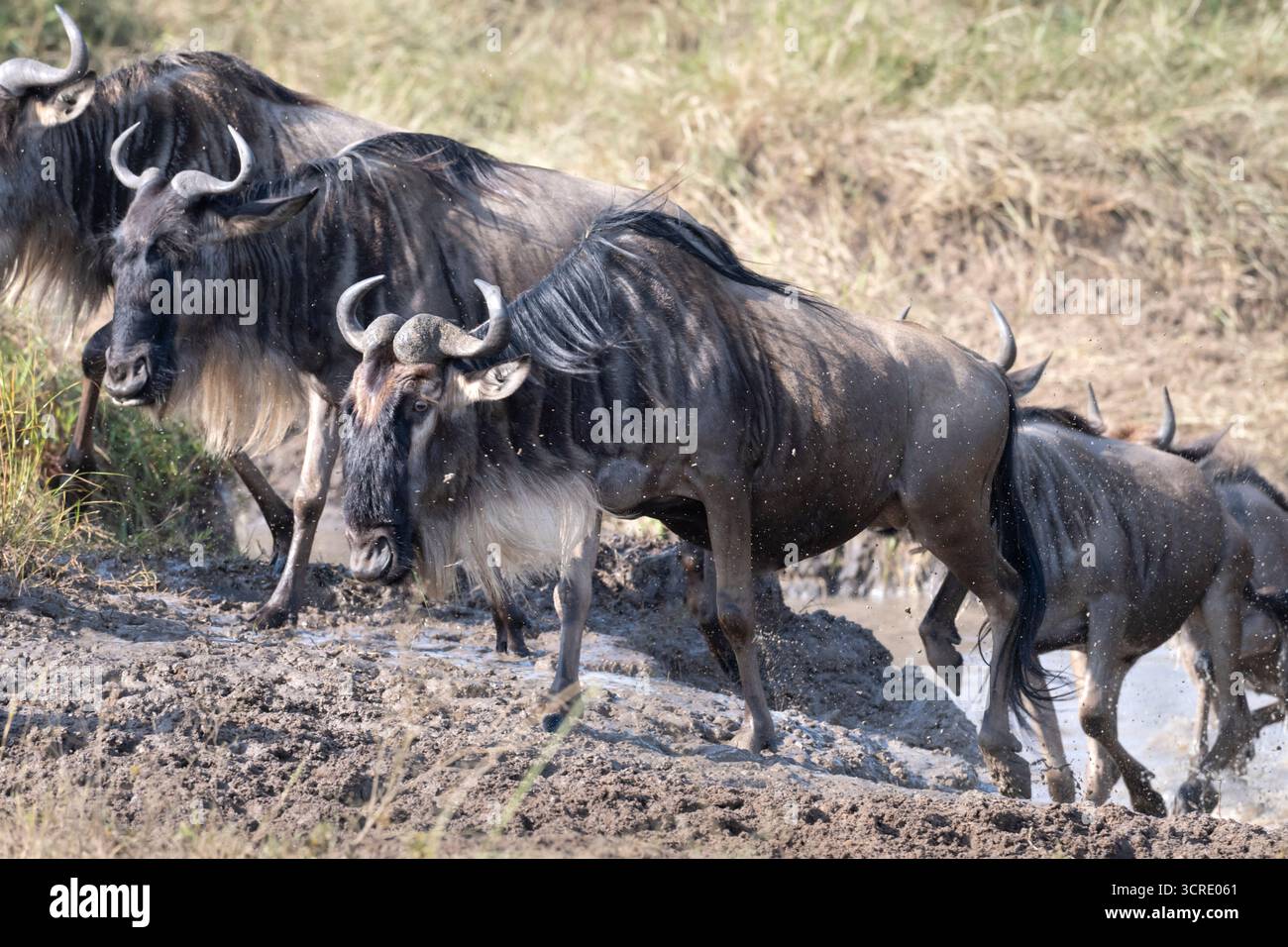 Migrazione degli GNU Blu (Connochaetes taurinus), Parco Nazionale Maasai Mara, Kenya Foto Stock