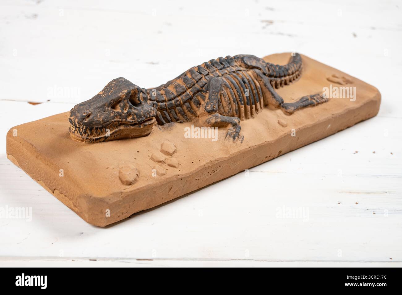 vista angolare del fossile dello scheletro del tyrannosaurus rex a composizione orizzontale Foto Stock