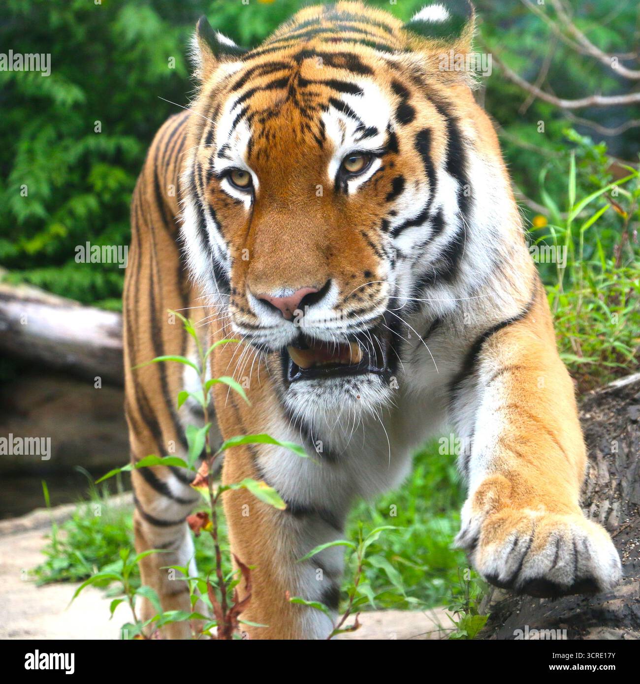 Una tigre del Bengala che passeggia attraverso l'erba Foto Stock