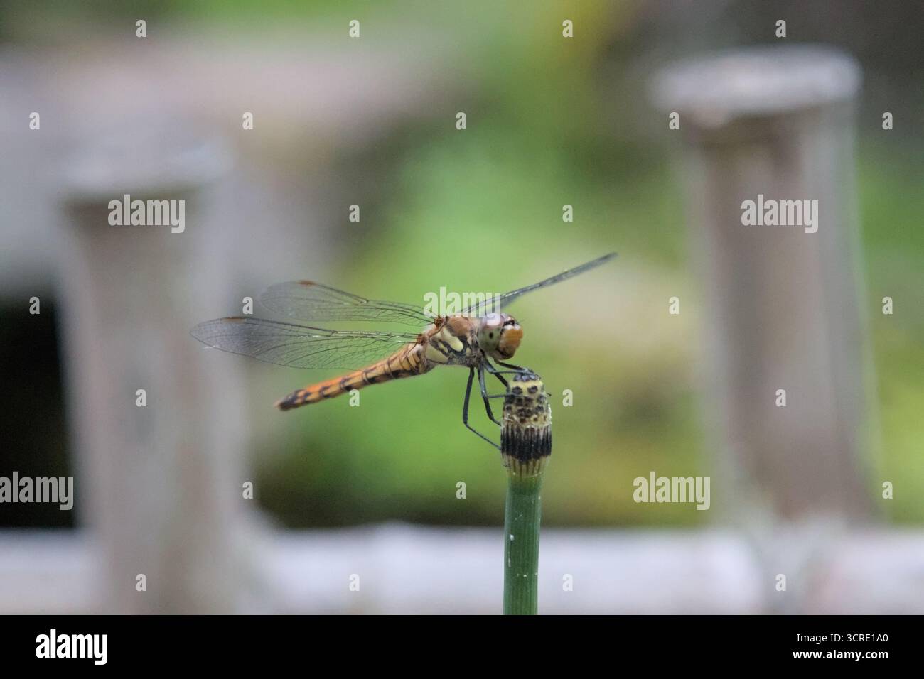 Una libellula che riposa su un ramo in un giardino giapponese Foto Stock