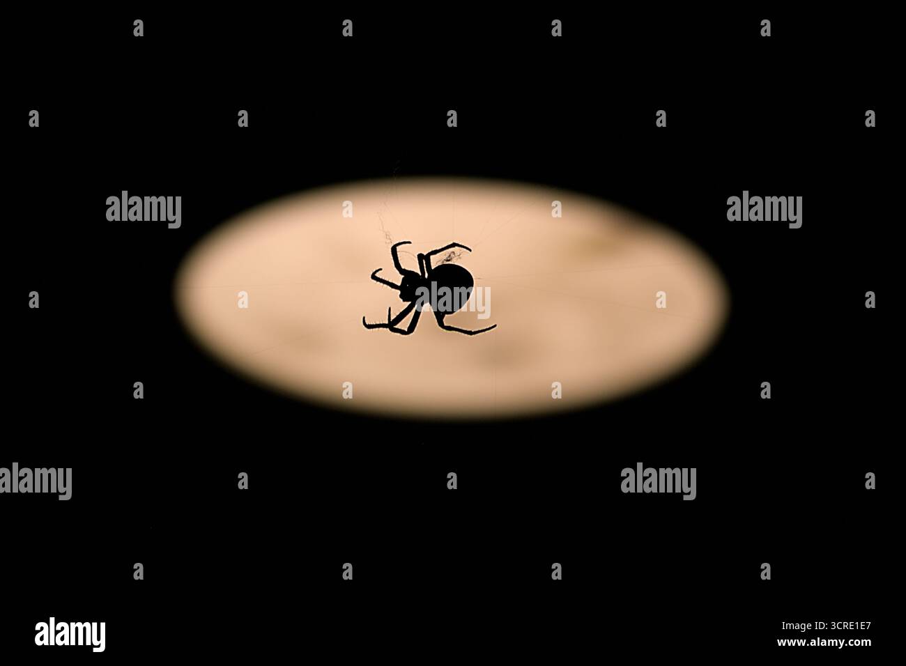 La silhouette di un ragno che la fa ragnatela di notte Foto Stock