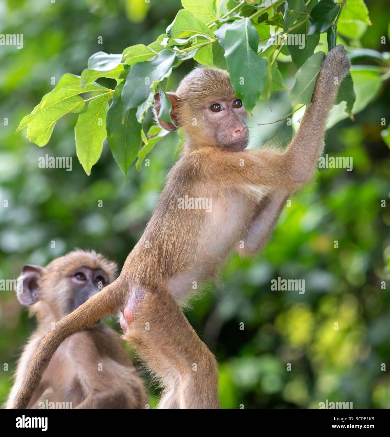 Playng Babies of Yellow Baboon (Papio cynocephalus), Shimoni, Kenya Foto Stock