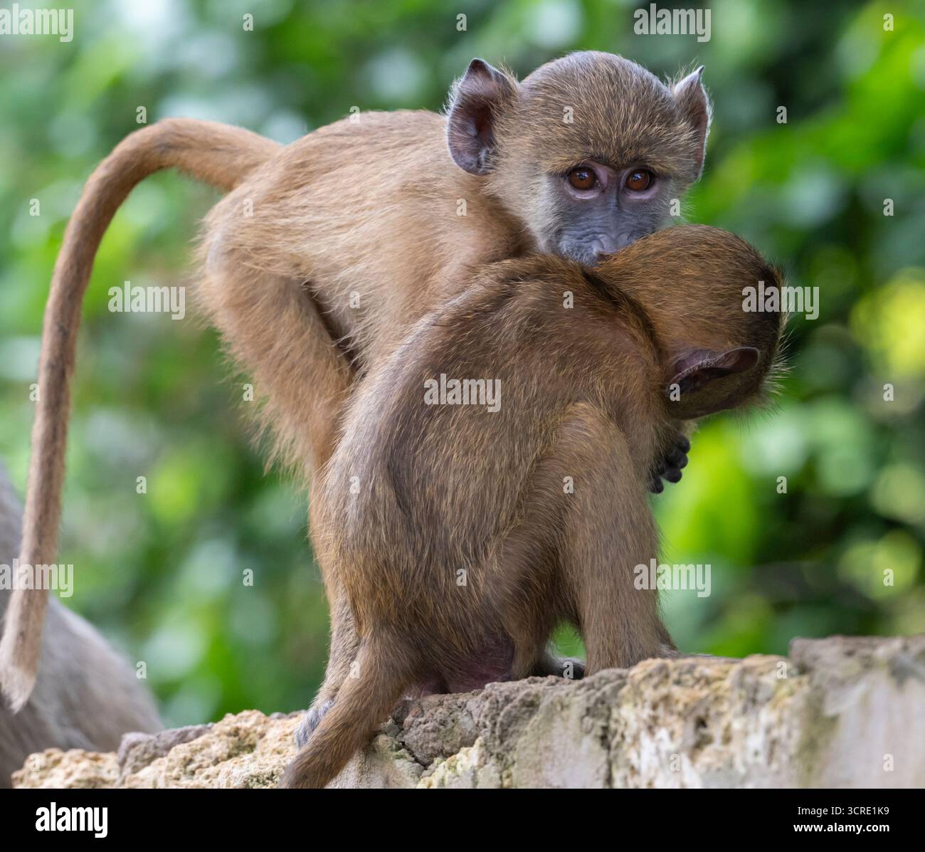 Playng Babies of Yellow Baboon (Papio cynocephalus), Shimoni, Kenya Foto Stock