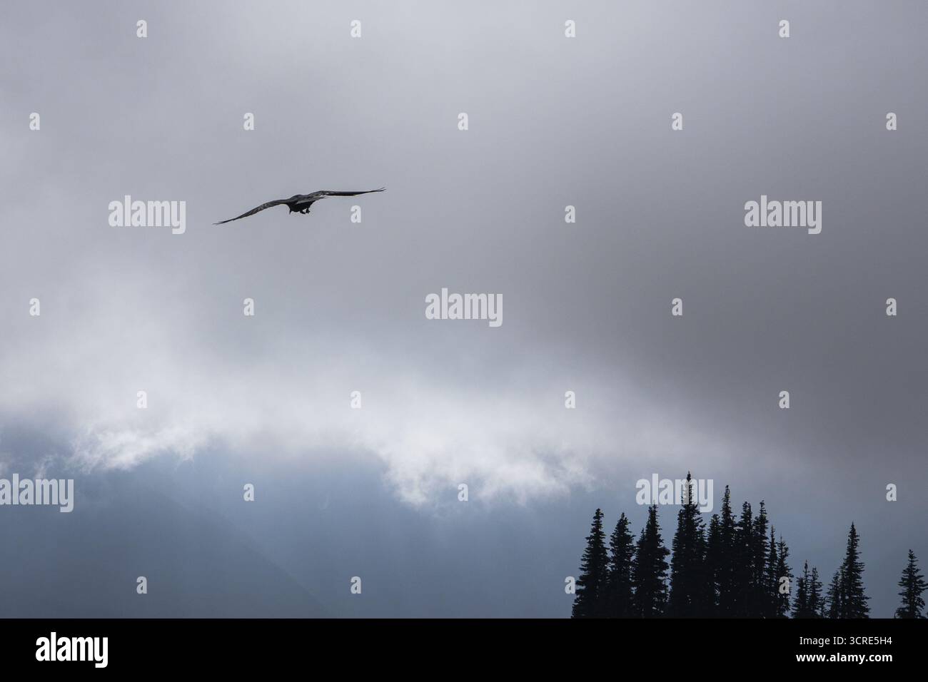 Corvo che sorvola il paesaggio montano con il cielo blu freddo e l'atmosfera della natura selvaggia Foto Stock